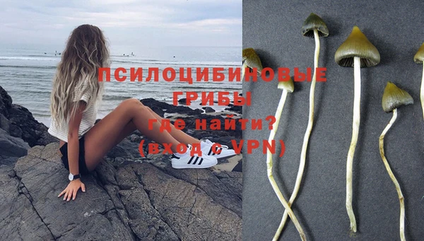 шишки Арсеньев